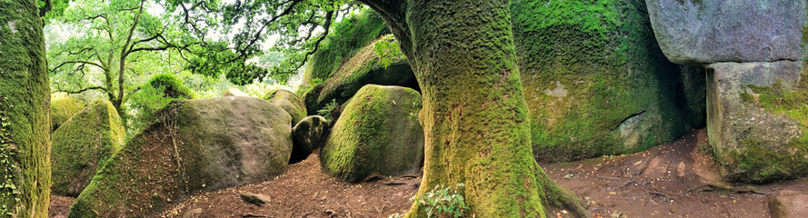 Panoramic view of moss-covered rocks and trees in a lush forest