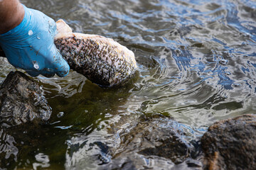 Cleaning freshly pike in lake water with gloved hands. A person wearing blue protective gloves...
