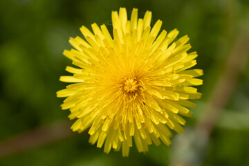 Close-Up View of a Bright Yellow Dandelion in Full Bloom