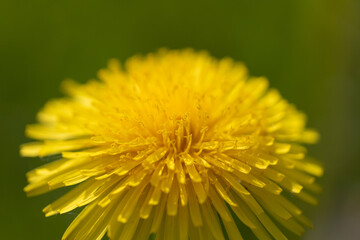 Close-Up View of a Bright Yellow Dandelion in Full Bloom