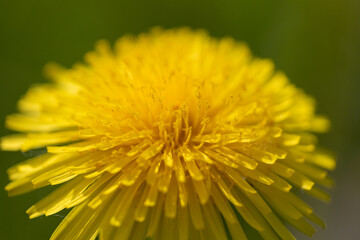 Close-Up View of a Bright Yellow Dandelion in Full Bloom