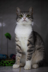 A grey and white cat sits in a veterinary cage, looking up with wide eyes, showing a moment of feline vulnerability in a clinical setting. A cute cat being treated in a veterinary hospital.