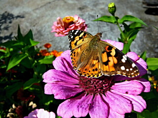 Czech Republic - view of butterfly on a zinnia elegans flower