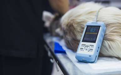 A veterinarian uses a pulse oximeter to measure the oxygen saturation of a dog's blood during a routine surgery at a veterinary clinic. Monitoring vital signs of a dog undergoing surgery.