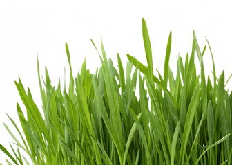 Fresh Green Grass