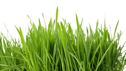 Fototapeta premium Fresh Green Grass Blades In A Field