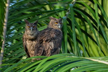 The dusky eagle-owl (Ketupa coromanda) 