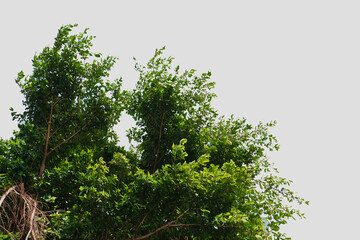 Die-cut green leaves and white background