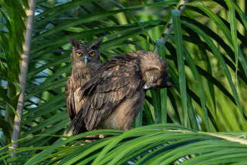 The dusky eagle-owl (Ketupa coromanda) 