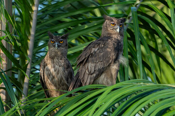 The dusky eagle-owl (Ketupa coromanda) 
