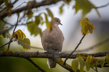 An adult Eurasian collared dove sits on a walnut tree branch on a cloudy spring day.