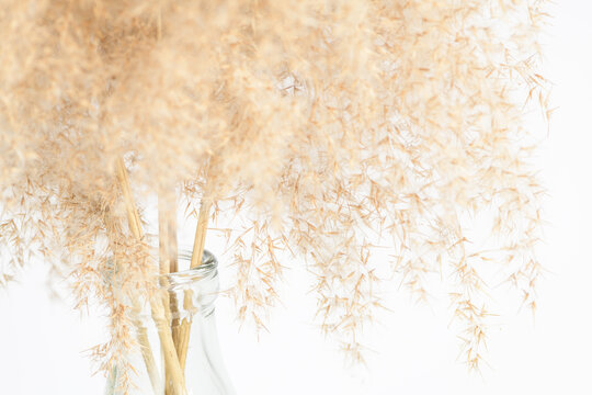 Bouquet of dry beige grass close-up on a white background. Plant decorative light background.