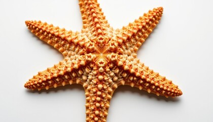 A detailed close-up of a starfish, showcasing its intricate texture and vibrant color.  The starfish's symmetrical design and spiny texture are highlighted against a simple background.