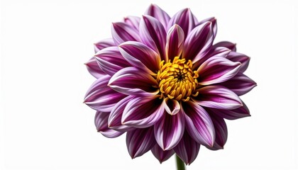 Obraz premium Close-up image of a blooming dahlia, with its petals revealing a beautiful gradient of colors and textures