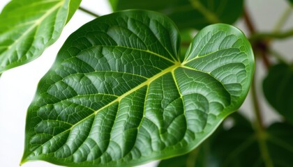 Obraz premium Close-up of a vibrant green heart-shaped leaf with textured veins