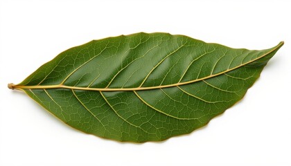 Obraz premium Close-up of a fresh green leaf, showcasing its intricate details and natural beauty. The leaf appears healthy and vibrant, with visible veins and a smooth texture.