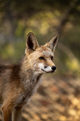 Fototapeta premium A fox in the forest