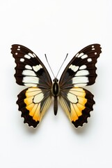 Fototapeta premium mariposa