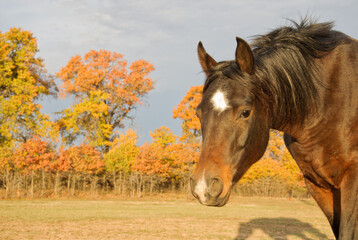 Dark bay Arabian horse reaching towards viewer, with bright fall foliage background