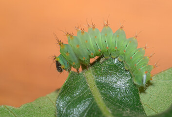 Small Polyphemus moth caterpillar on an Oak leaf
