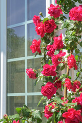 Red climbing rose on a trellis, with a house window on the background