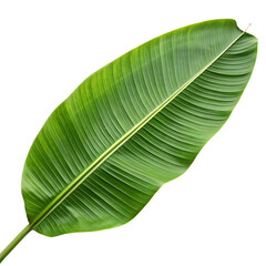 Green leaf isolated on a transparent background
