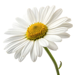 Chamomile flower isolated on a transparent background
