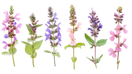Obraz premium Beautiful Clary Sage Inflorescences Isolated on Transparent Background for Professional Use