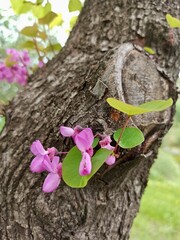 Vertical photo of Cercis occidentalis flowers close-up, blooming Judas tree, Western redbud, pink blossoms, floral background, spring nature, botanical detail, vibrant petals, flowering branches. 