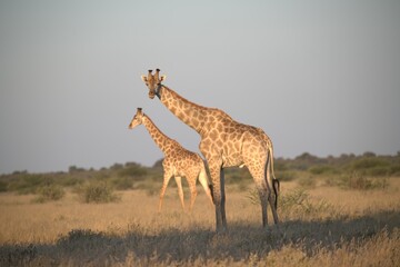 Fototapeta premium giraffe in the savannah