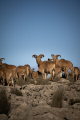Goats in the mountains