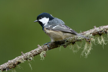 Coal tit perched on a lichen-covered branch with green background