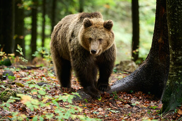 European brown bear walking through forest in autumn light