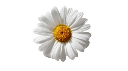 Fototapeta premium Simple Daisy Serenity: A single, radiant daisy, its pristine white petals gracefully encircling a vibrant yellow center, captures the essence of purity and the subtle beauty of nature's design.