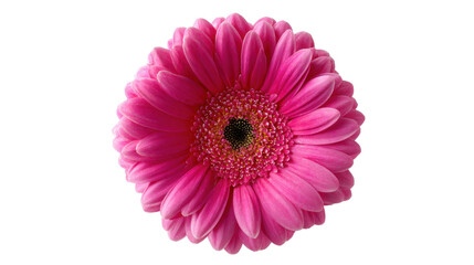 Pink Gerbera Daisy: A single pink gerbera daisy blooms with vibrant petals, showcasing its delicate beauty and cheerful disposition. The perfect touch of floral charm.