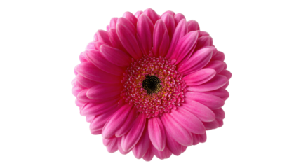 Pink Gerbera Daisy: A single pink gerbera daisy blooms with vibrant petals, showcasing its delicate beauty and cheerful disposition. The perfect touch of floral charm.