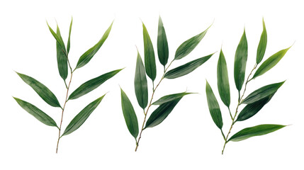 Obraz premium Vibrant Bamboo Branches: An overhead shot showcases the exquisite details of individual bamboo branches and leaves against a clean background. This photo evokes a sense of tranquility and minimalism.