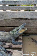 crocodile in the water