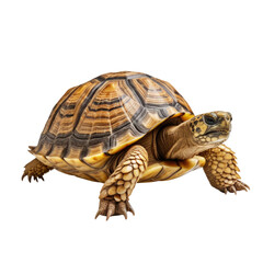 Obraz premium Big Turtle isolated on a transparent background