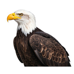 Obraz premium Powerful Bald Eagle in Profile View with Detailed Feathers, Isolated Cutout Transparent Background PNG