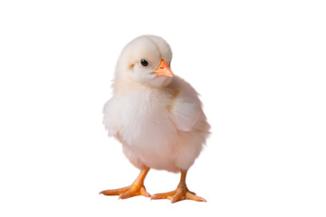 Obraz premium Easter Chick Isolated on Transparent Background