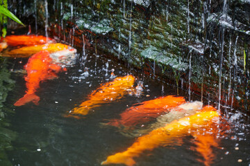 Group of Koi carps fish floating in artificial pond