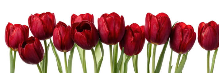Crimson Tulip Array: A vibrant collection of radiant red tulips, captured in exquisite detail, stands in full bloom, showcasing nature's beauty and the vivid colors of springtime.