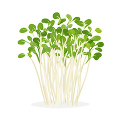 My Simple flat 2D icon, sliced alfalfa sprouts isolated on a white background, vector, vector, flat design, animation design, simple flat 2D icon, minimalist design, vector design, eps