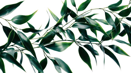 Eucalyptus Branches: A close-up view of graceful eucalyptus branches, their lush green leaves forming an elegant, natural pattern, offering a refreshing and tranquil atmosphere.