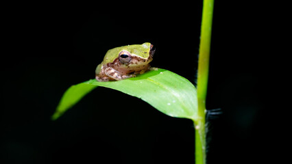 green frog on a leaf
