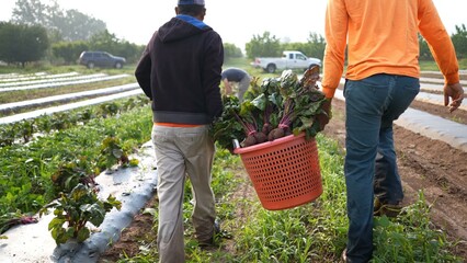 Two backlit farmers carrying a laundry hamper full of fresh beets through a field in early morning...