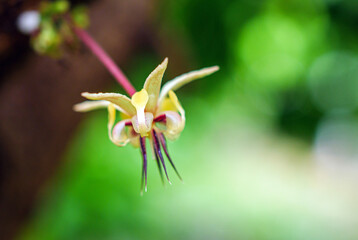Cocoa flowers, cacao flowers on growing tree trunk close-up ,Cacao flowers on cocoa tree, macro