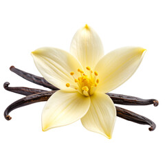 Single Vanilla Flower with Realistic Texture and Natural Detail, Isolated Cutout Transparent Background PNG