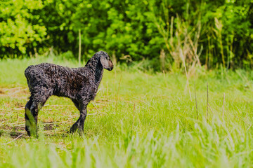 A black sheep stands in a vibrant green meadow showcasing its thick wool coat The sun casts a warm light highlighting the serene atmosphere and natural beauty of the surroundings